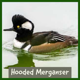 Hooded Merganser